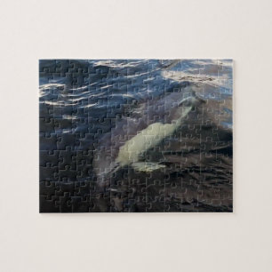 Gewöhnlicher Delfin Schwimmen Ozean Wildlife Fotog