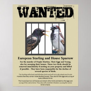 Gewollt Starling und Hausbrand Poster