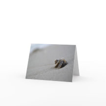 Gewundene Seashell-Strand-Anmerkungs-Karte