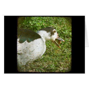 Gewürz isst und mahnt