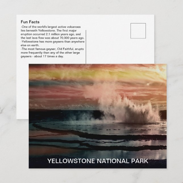 Geyser Fun Facts Yellowstone Nationalpark Postkarte (Vorne/Hinten)