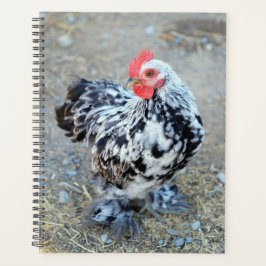 Gezapfter Bantam Cochin Hühnerplaner Planer
