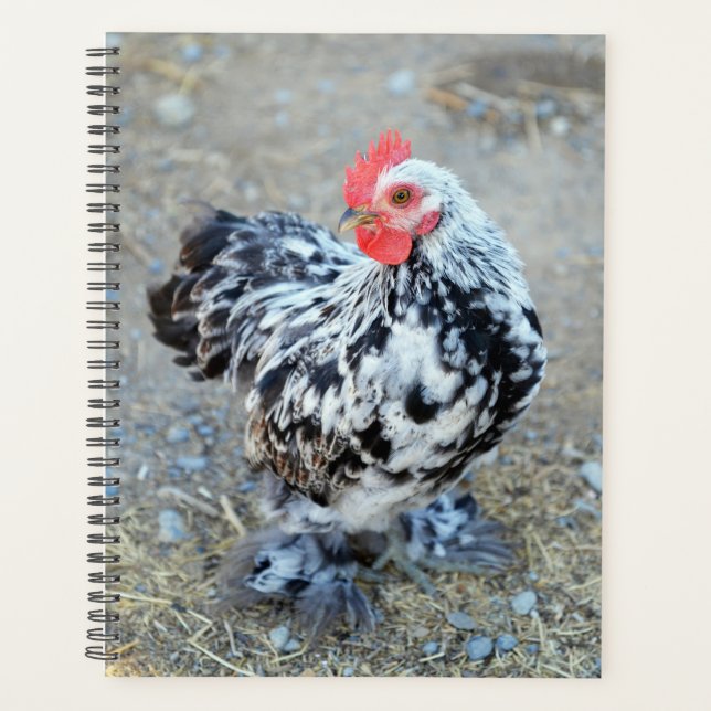 Gezapfter Bantam Cochin Hühnerplaner Planer (Vorderseite)