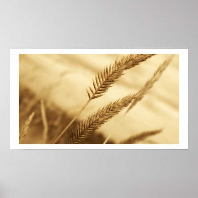 Gezeichnet Sullivan - Prärie Grass Poster (Vorne)