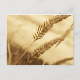 Gezeichnet Sullivan - Prärie Grass Postkarte