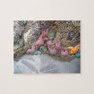 Gezeitenbad, Ruby Beach, Olympischer Nationalpark