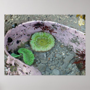 Gezeitenbecken im Pazifischen Nordwesten mit grüne Poster