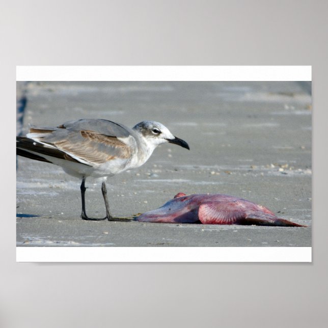 Gezeitenbüffet Poster (Vorne)