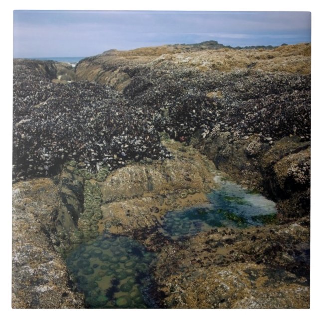 Gezeitenpools am Bob Creek, OR Fliese (Vorderseite)