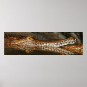 Gharial-Plakat Poster
