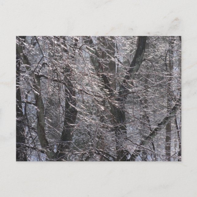 Ghear Icy Forest in Morgenlicht I Postkarte (Vorderseite)
