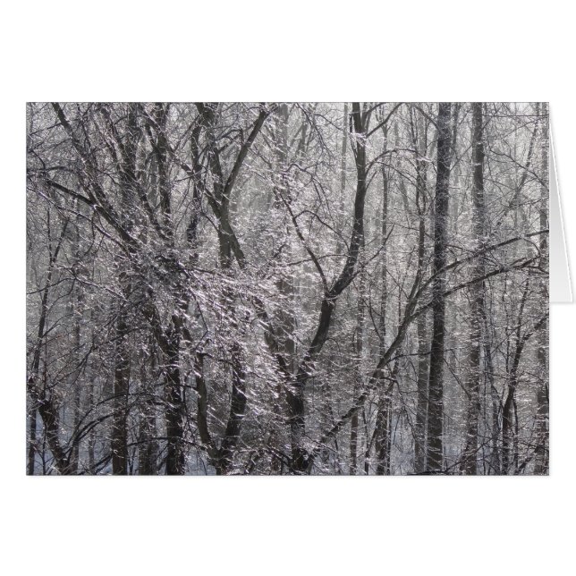 Ghear Icy Forest in Morgenlicht II (Vorderseite (Horizontal))