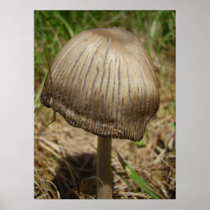 Ghear Inkcap Mushroom Poster
