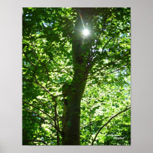 Ghear Sun Tree Poster