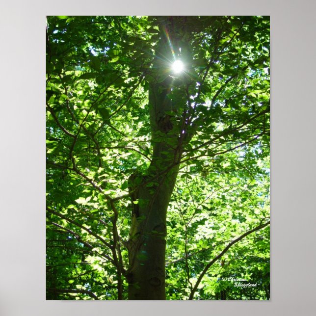 Ghear Sun Tree Poster (Vorne)