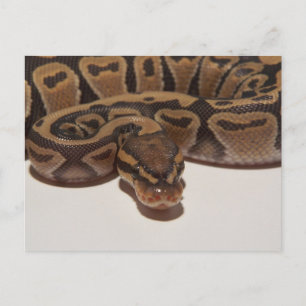 Ghost Ball Python Postcard Postkarte
