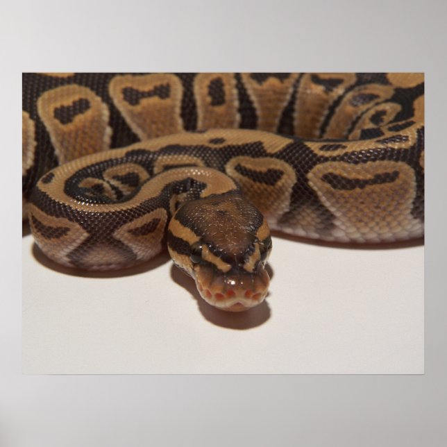 Ghost Ball Python Poster (Vorne)