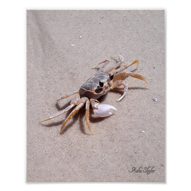 Ghost Crab Fotodruck (Vorne)