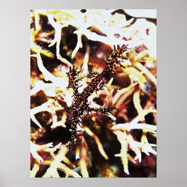 Ghost Pipefish von Komodo Poster (Vorne)