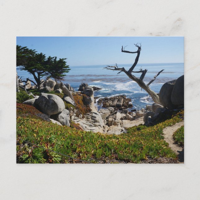 Ghost Tree - Landschaftliches 17-Mile-Laufwerk #2  Postkarte (Vorderseite)