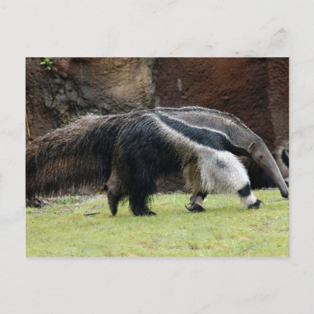 Giant Ant Eater4x6 Postkarte (Vorderseite)
