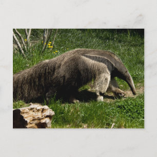 Giant Anteater Postcard Postkarte