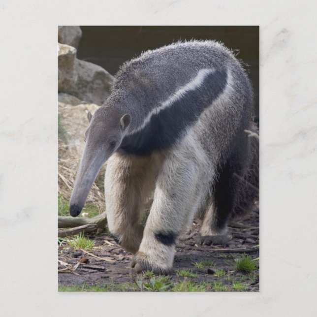 Giant Anteater Postcard Postkarte (Vorderseite)