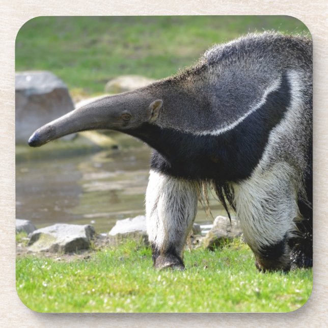 Giant Anteater walking on grass Untersetzer (Vorderseite)