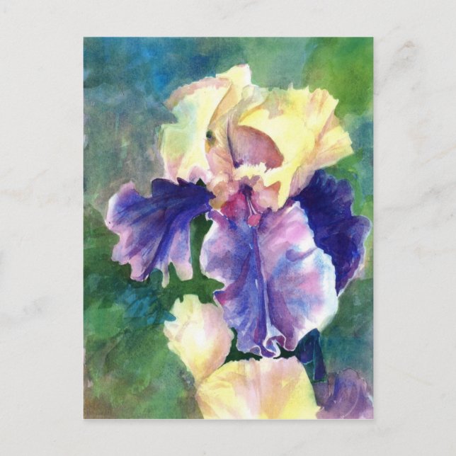 Giant Bearded Iris Postkarte (Vorderseite)