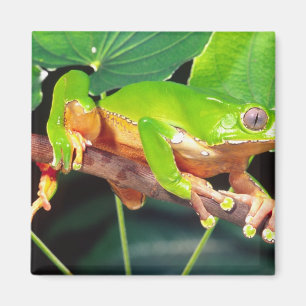 Giant Bicolor Monkey Treefrog, Phyllomedusa Magnet