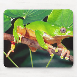 Giant Bicolor Monkey Treefrog, Phyllomedusa Mousepad