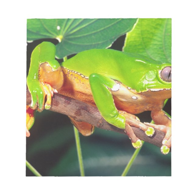 Giant Bicolor Monkey Treefrog, Phyllomedusa Notizblock (Vorderseite)