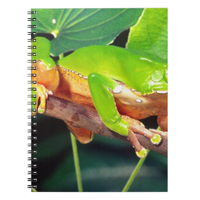 Giant Bicolor Monkey Treefrog, Phyllomedusa Notizblock (Vorderseite)