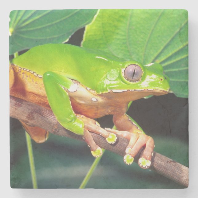 Giant Bicolor Monkey Treefrog, Phyllomedusa Steinuntersetzer (Vorderseite)