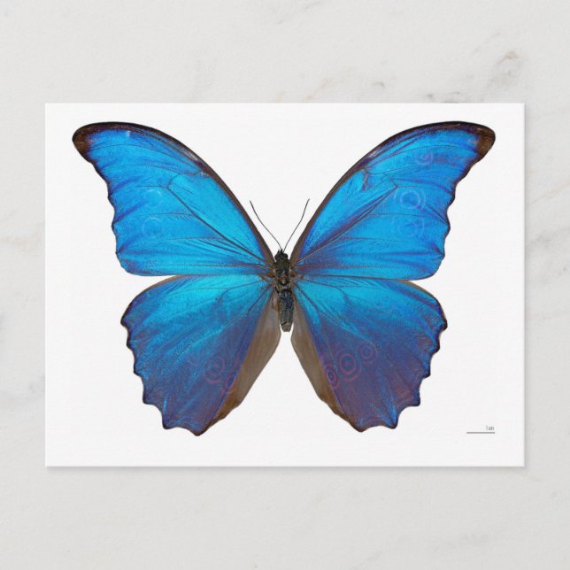Giant Blue Morpho Butterfly Postkarte (Vorderseite)