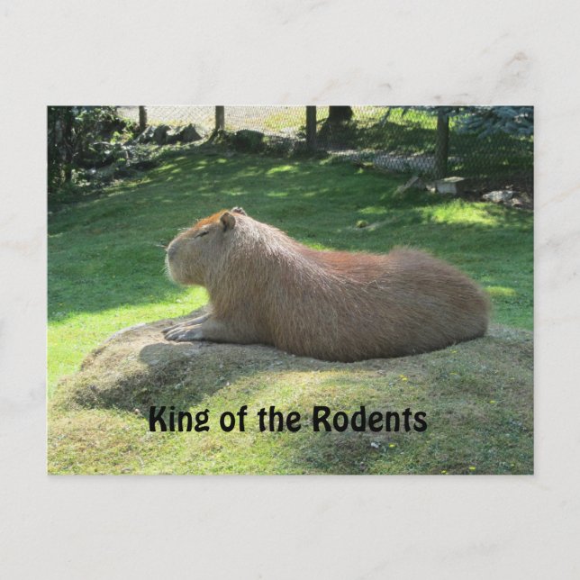 Giant Capybara Postkarte (Vorderseite)