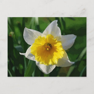 Giant Daffodil Postcard Postkarte