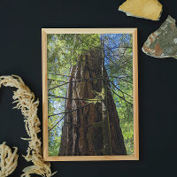 Giant Douglas Fir Tree