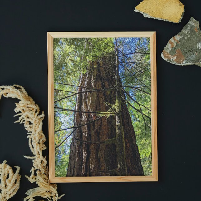 Giant Douglas Fir Tree Fotodruck (In Situ Framed)