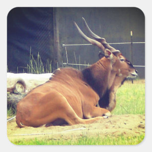 Giant Eland Stickers