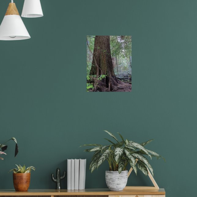 Giant Forest Conifer Tree fotografisch Poster (Wohnzimmer 1)