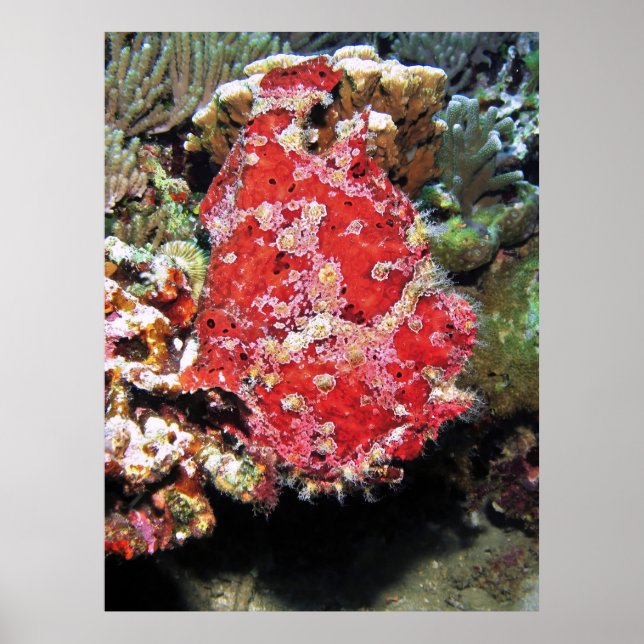 Giant Frogfish Portrait Poster (Vorne)