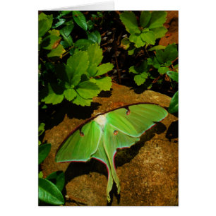 Giant Green Luna moth