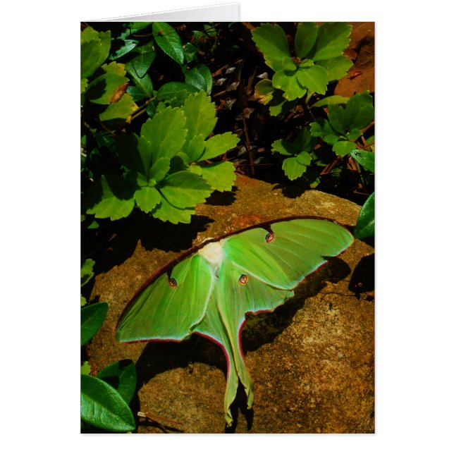 Giant Green Luna moth (Vorne)