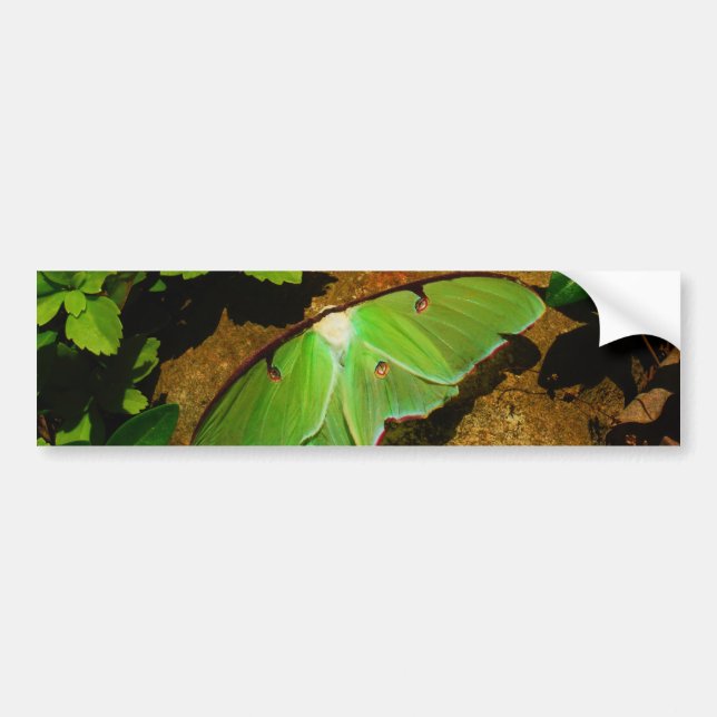 Giant Green Luna moth Autoaufkleber (Vorne)