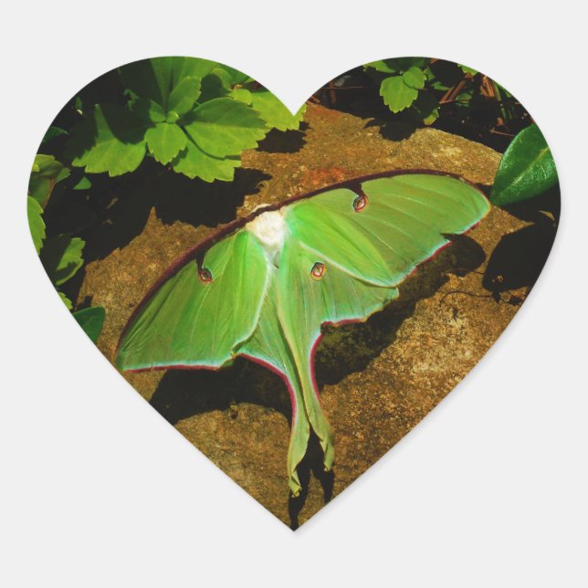 Giant Green Luna moth Herz-Aufkleber (Vorderseite)