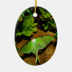 Giant Green Luna moth Keramik Ornament
