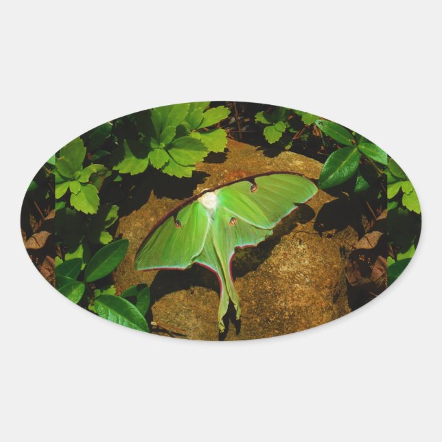 Giant Green Luna moth Ovaler Aufkleber (Vorderseite)