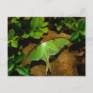 Giant Green Luna moth Postkarte