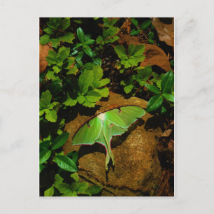Giant Green Luna moth Postkarte